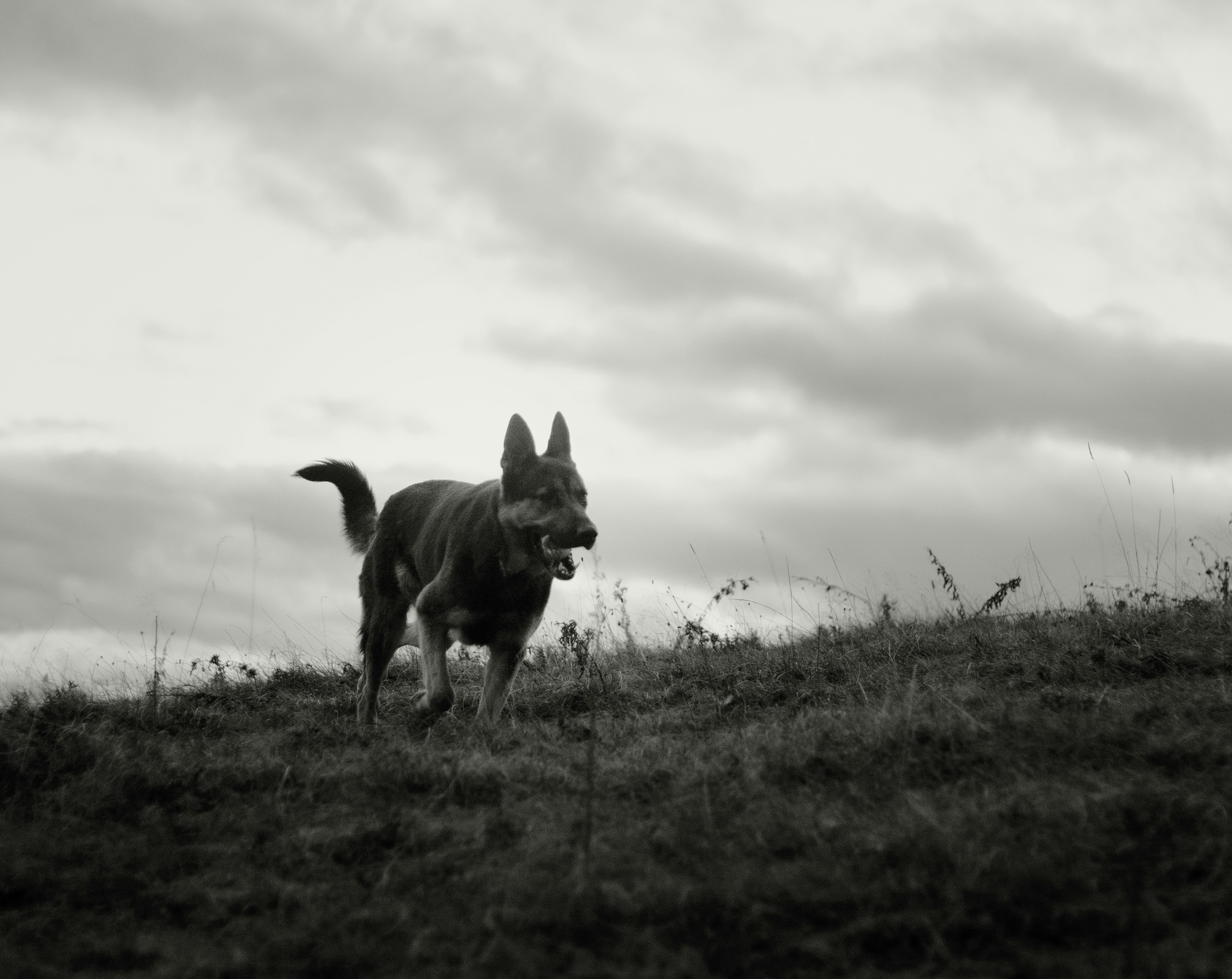 grayscale photo of dog on grass field